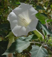 Sacred Datura flower